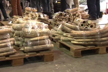 Pašování chráněných druhů na vzestupu - celníci loni odhalili rekordní počet případů