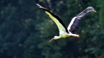 Zachráněný čáp bílý