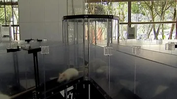 Laboratorní potkan v labyrintu