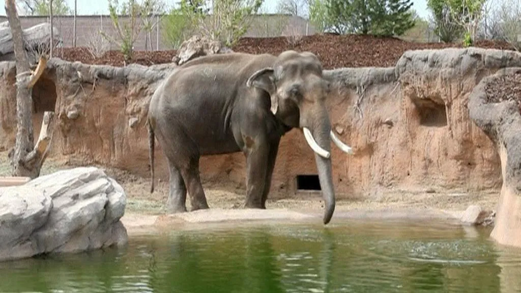 Slon v denverské zoo