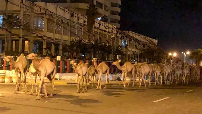 Evakuace velbloudů z Tripolisu