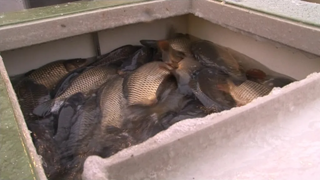 K prodejcům míří 250 metráků kaprů denně