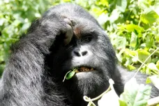 Pandemie nemoci COVID-19 může ohrozit i gorily, šimpanze a orangutany, obávají se experti