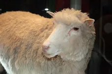První klonované zvíře se narodilo před čtvrtstoletím. Ovce Dolly žila krátce, získala ale nesmrtelnost