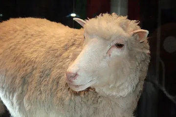 První klonované zvíře se narodilo před čtvrtstoletím. Ovce Dolly žila krátce, získala ale nesmrtelnost