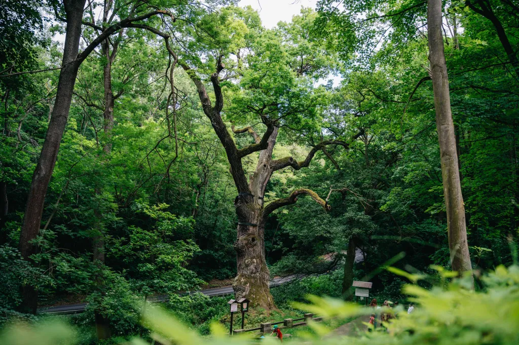 Oldřichův dub (Česko)