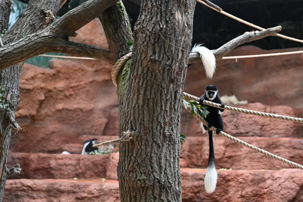 Pražská zoologická zahrada představila nový pavilon goril