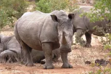 Zambie obnovuje populaci nosorožců. Pytláci je vyhubili kvůli bludné víře čínských léčitelů