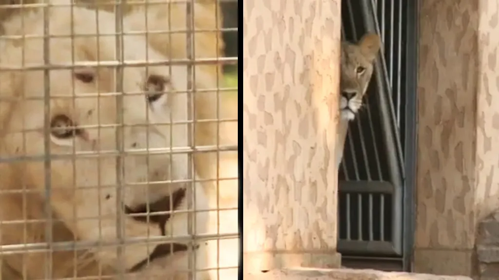 Zubožení lvi v tripoliské zoo
