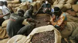 Kontrola kvality kakaových bobů