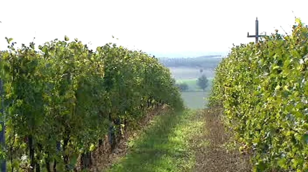 Na vinici