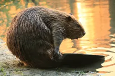 Přemnožení bobři likvidují lesy Ohňové země. Ovládli už území větší než Česká republika