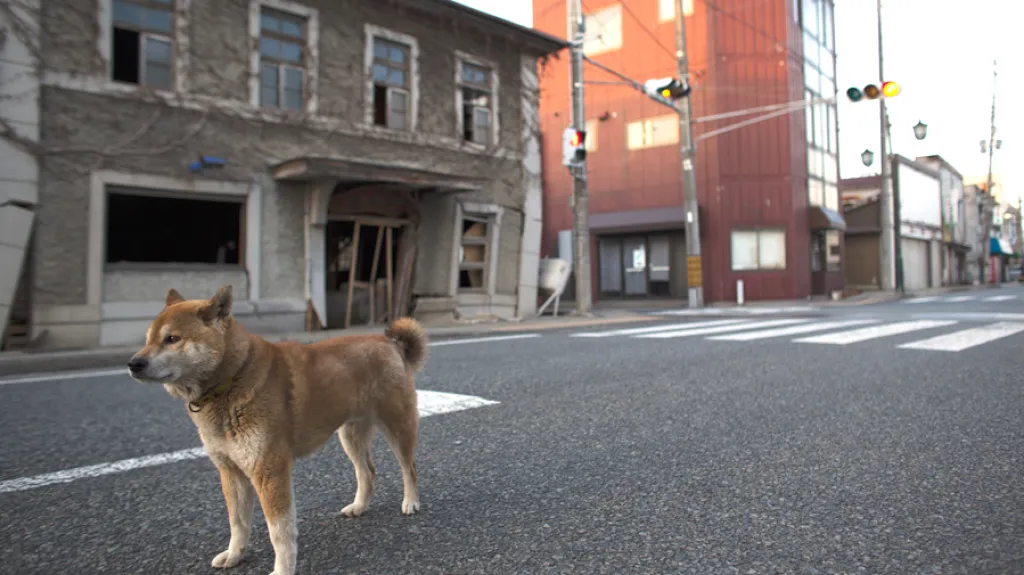Pes v evakuační zóně kolem Fukušimy
