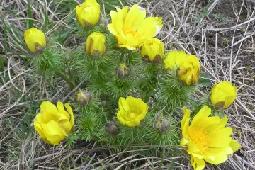 AVÍZO: České středohoří - klenot přírody