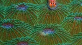 Makrofotografie kompaktním fotoaparátem: "Red on Green" Coral Goby on Coral