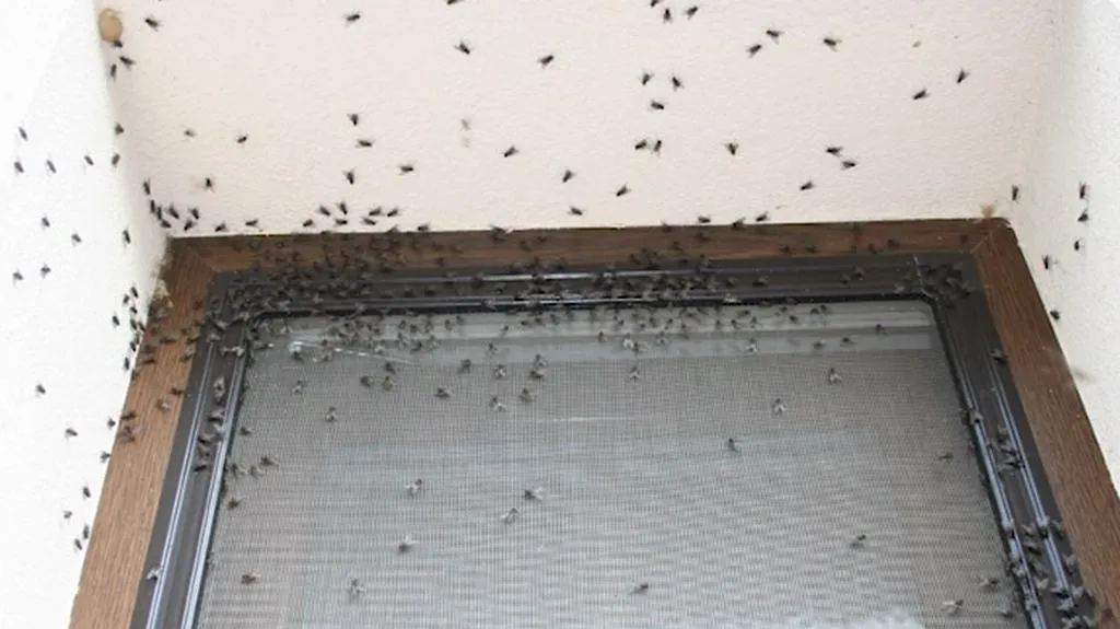 Přemnožené mouchy