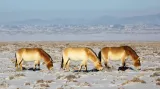 Převaláci v zimní Gobi