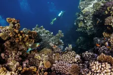 Vědci obnovili poničené korálové útesy v Indonésii. Trvalo to přes deset let