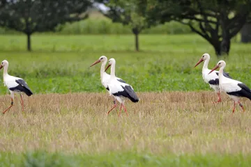Ornitologové se obávají, že plošné trávení hrabošů ohrozí i sovy či čápy. Podle úřadu je riziko minimální