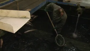 Rybníkářství Pohořelice prodává kapry po Vánocích do zahraničí