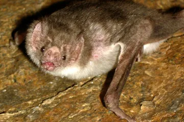 Pandemii covidu-19 výrazně napomohly klimatické změny, ukázal výzkum čínských lesů