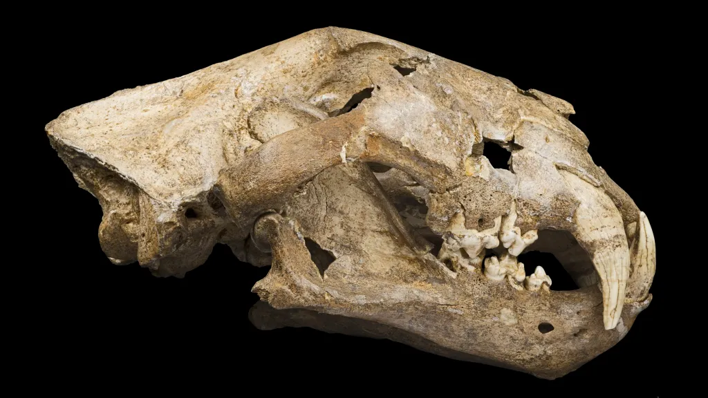 Lebka jeskynního lva