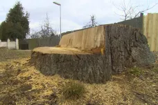 Stromy ve Slavonicích prý ohrožují okolí. Lidé přesto protestují proti jejich kácení
