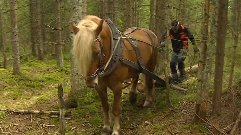 Kůň při práci v lese