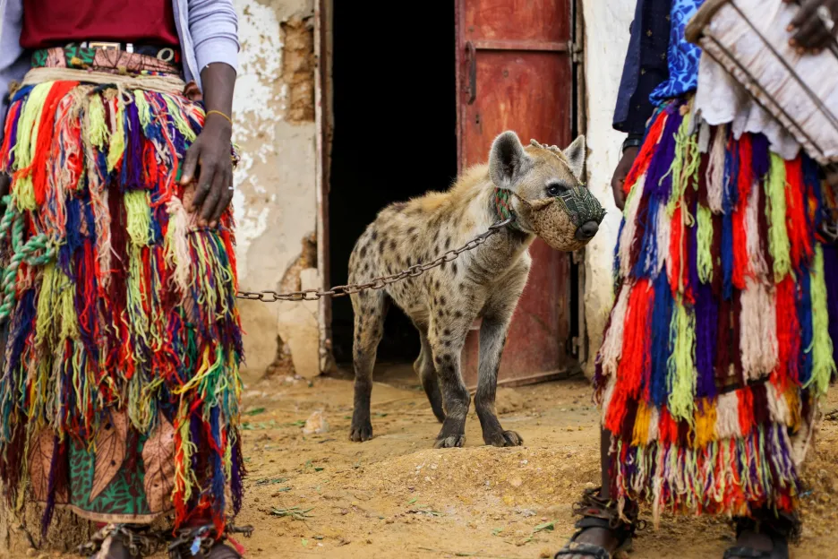 Hyeny se stávají také součástí slavností. Je obvyklé, že se účastní uctívání místních emírů a korunovací tradičních (lokálních) vládců