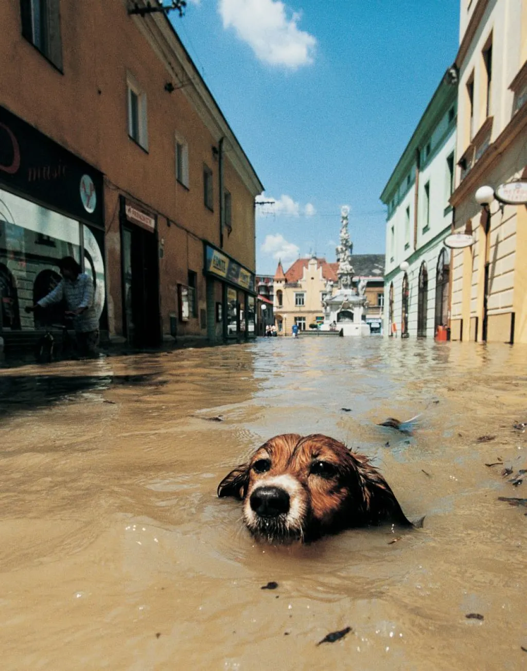 Fotografie roku 1997. Pes plave v zatopené ulici Uherského Hradiště, 11. července 1997.