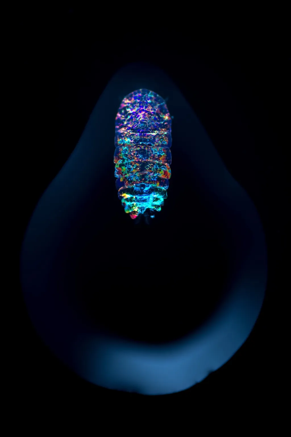 Nominace v kategorii Příroda: Angel Fitor se sérií snímků nazvanou Mořské kapky