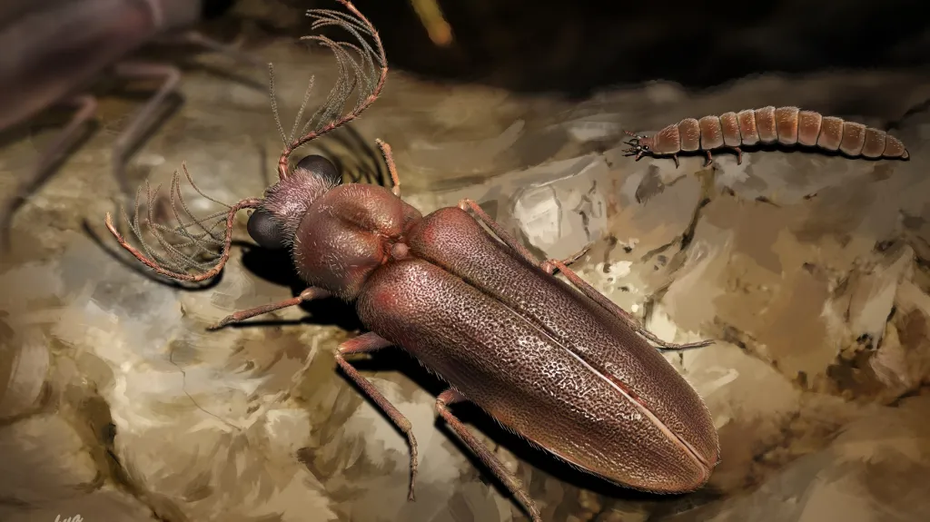 Umělecká rekonstrukce druhu Cretophengodes azari, zástupce nově popsané čeledi brouků z barmského jantaru