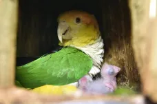 V bošovické papouščí zoo se vylíhly desítky mláďat