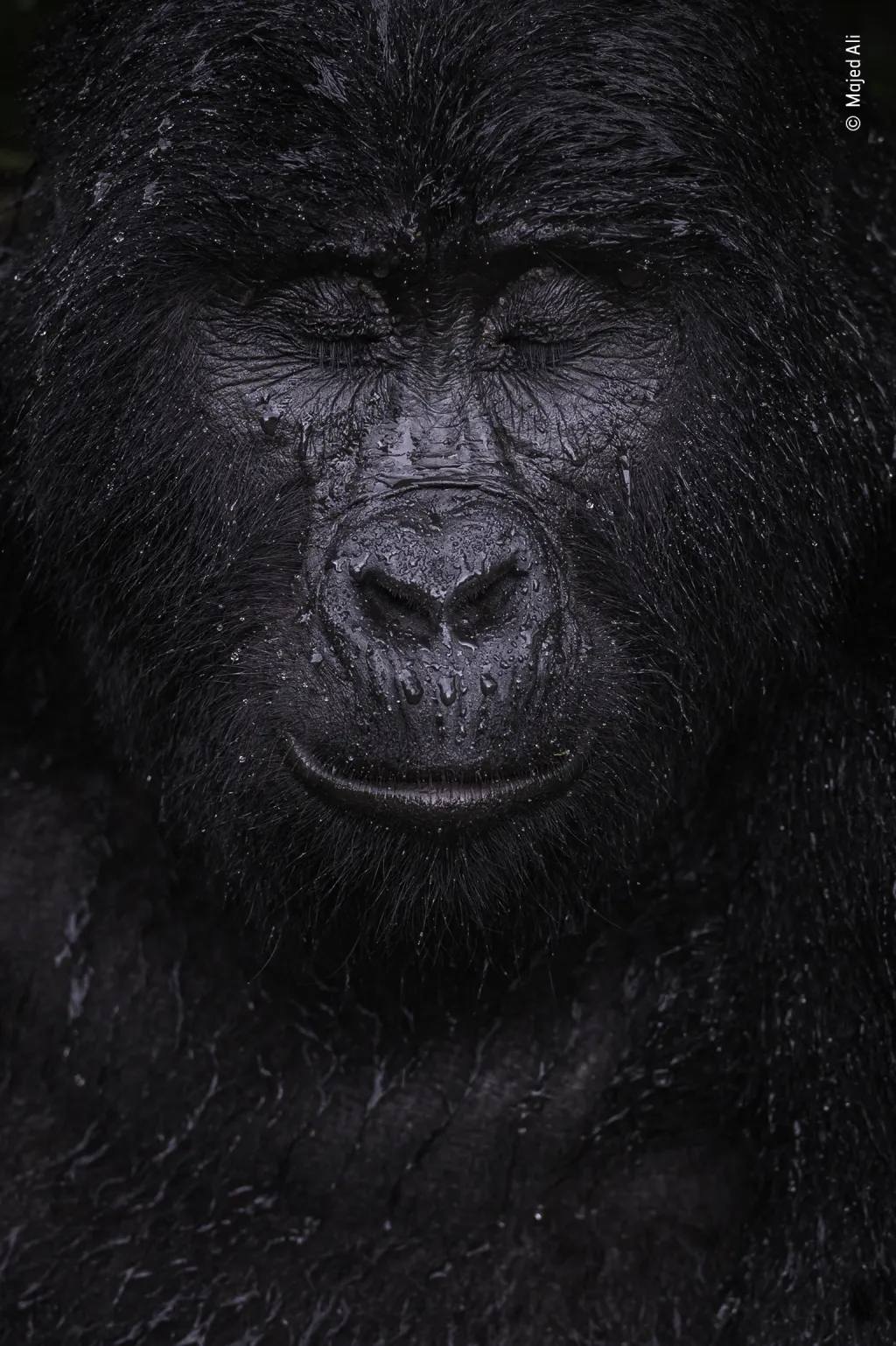 Vítězem v kategorii Zvířecí portrét je Majed Ali z Kuvajtu, který zachytil v Ugandě spící horskou čtyřicetiletou gorilu