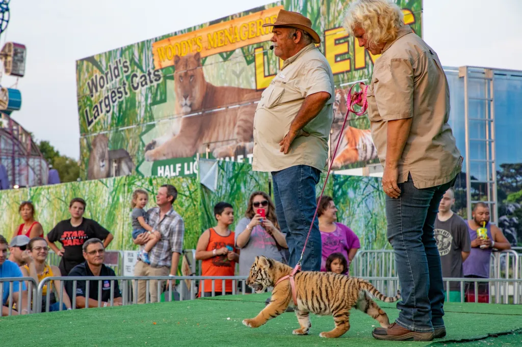 V době, kdy jsou mláďata kupována jako domácí mazlíčci, jsou zhruba čtyři měsíce stará. Časem se ale stanou příliš velkými a nebezpečnými, aby si je mohli lidé v domácnosti udržet. V tento moment se jich majitelé často zbavují a prodávají je. Čtyři americké státy nemají zákony na chov velkých koček vůbec