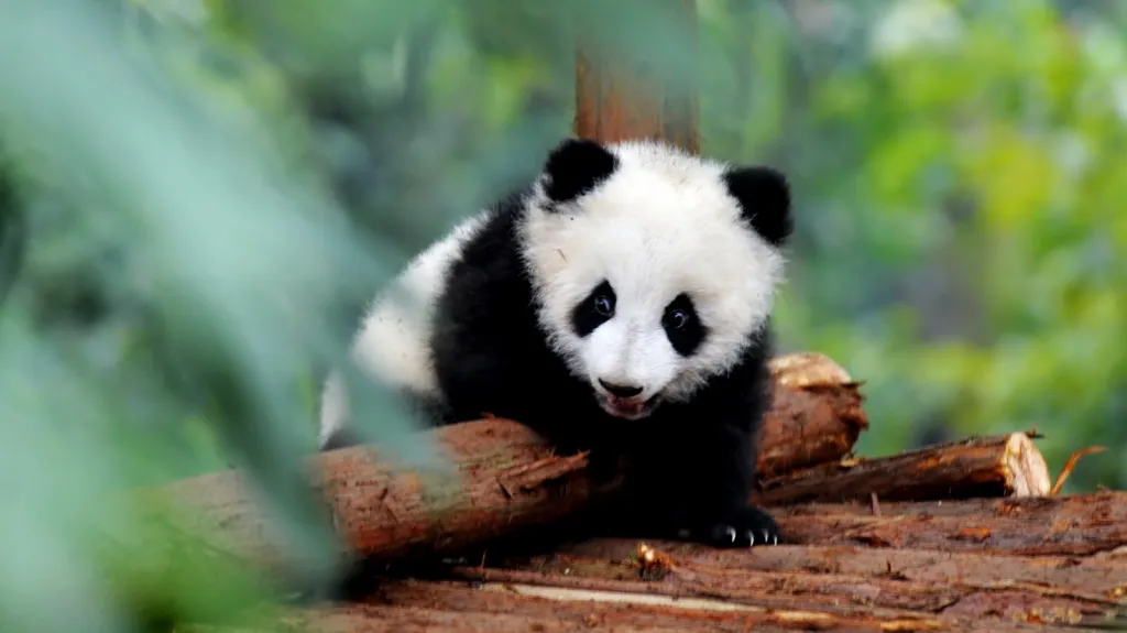 Panda velká