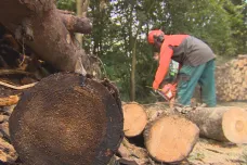 Státní lesy vyhlásí tendr na těžbu a prodej dřeva za sedm miliard. Zohlední v něm kůrovcovou kalamitu