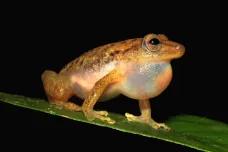 Čeští vědci popsali nový rod rákosničkovité žáby. Vyskytuje se jen v malé části Konga