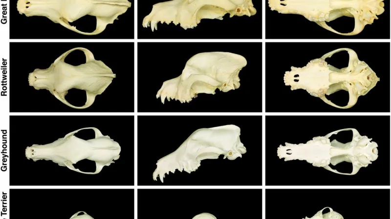 Srovnání lebek psů různých plemen