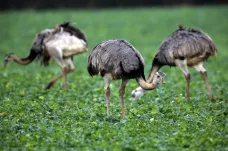 Na severu Německa se přemnožili nanduové. Stovky velkých ptáků ničí řepková pole