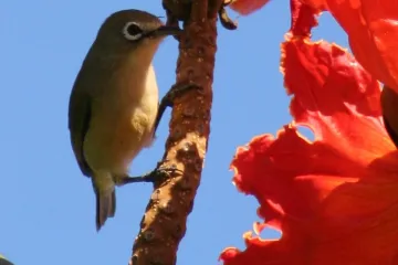 Americké úřady prohlásily 23 druhů za vyhynulé. Včetně datla, který byl symbolem tamní přírody