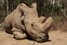 Jedinečný nosorožec Sudán je na tom lépe. Pomohly mu deště