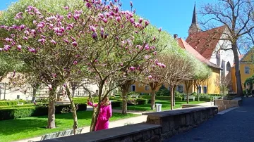 Klášterní zahrada v centru Chebu rozkvétá