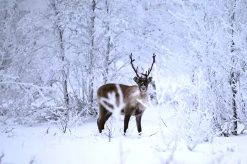 Štědrý den na sněhu? Leda na vrcholcích Alp, v Norsku a za Uralem