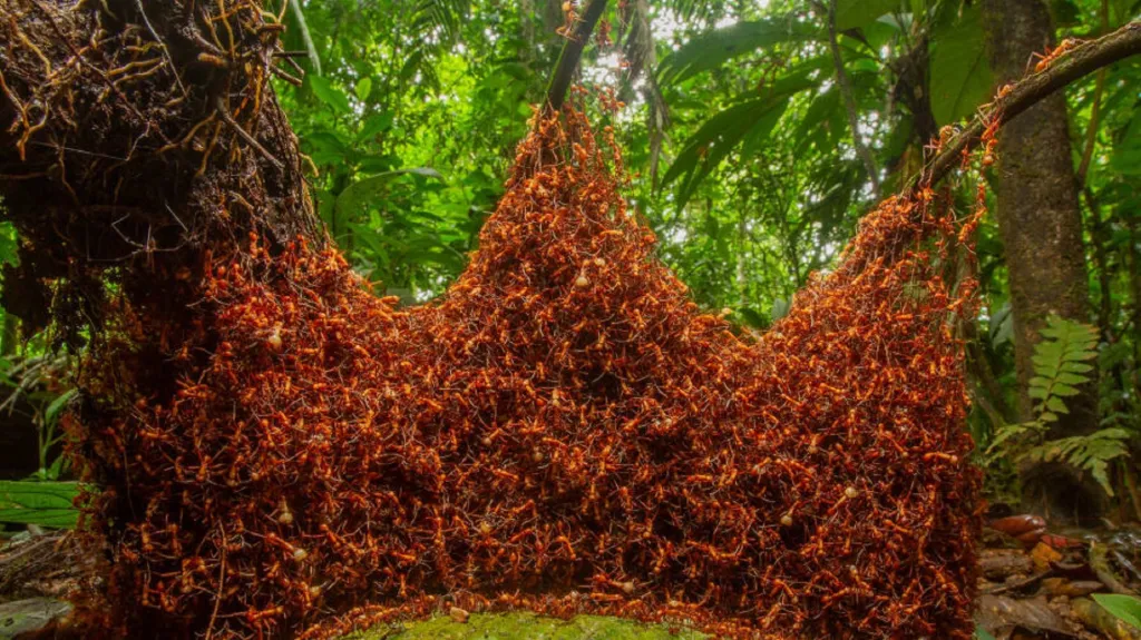 Roj tropických mravenců v deštném pralese v severovýchodní Kostarice. Vítěz kategorie Chování bezobratlých