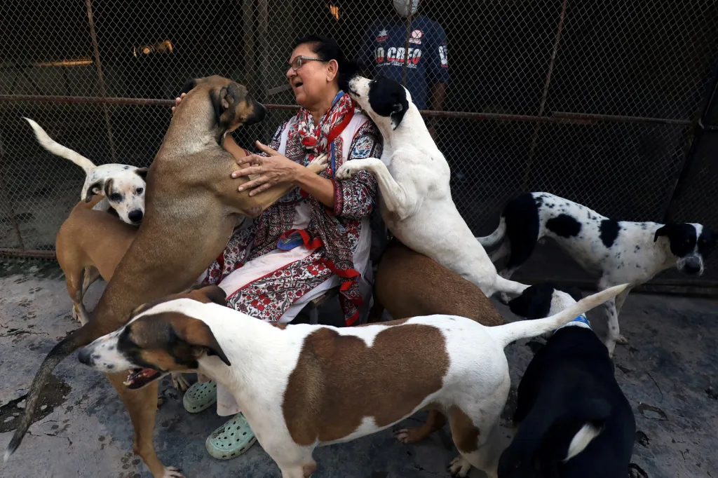 Bojovnice proti týrání domácích zvířat, Zeba Masoodová z Pakistánu, si hraje se zachráněnými psy