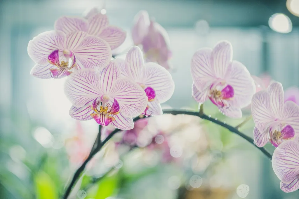 Květy orchidejí mají díky šlechtění různé tvary i barvy