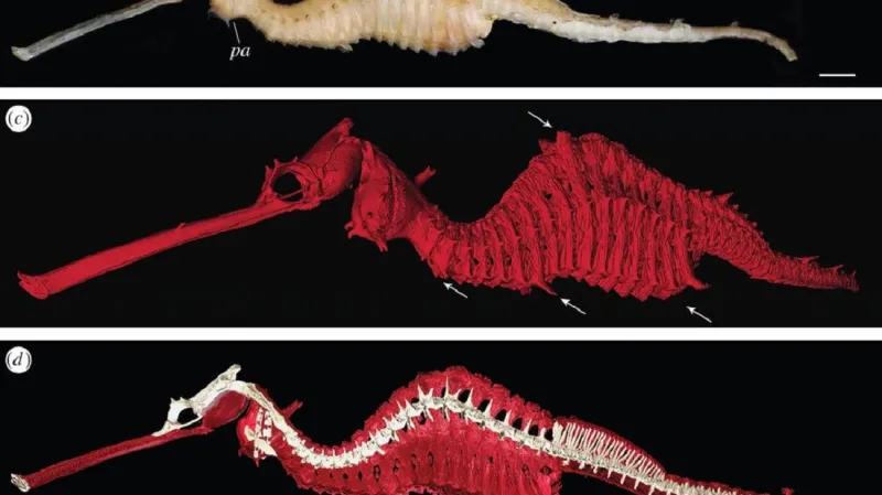 Phyllopteryx dewysea