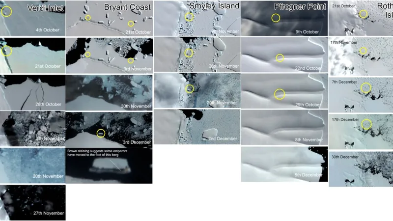 Zánik kolonií tučňáků