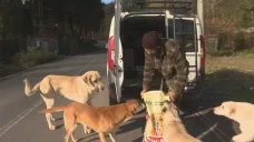 Turecko bojuje s toulavými psy